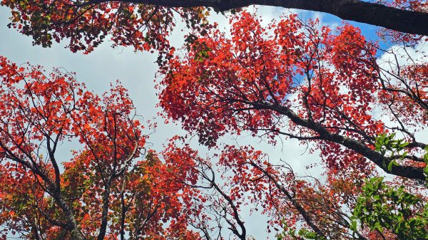 20251212稍來山賞楓2964441