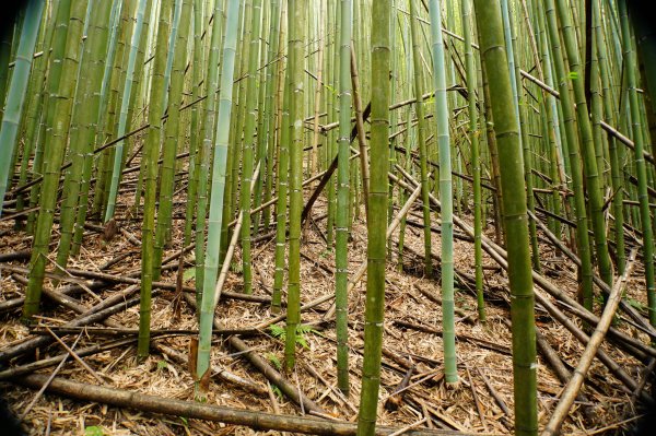 新竹 尖石 道下山、牛欄坑山、大混山3064747