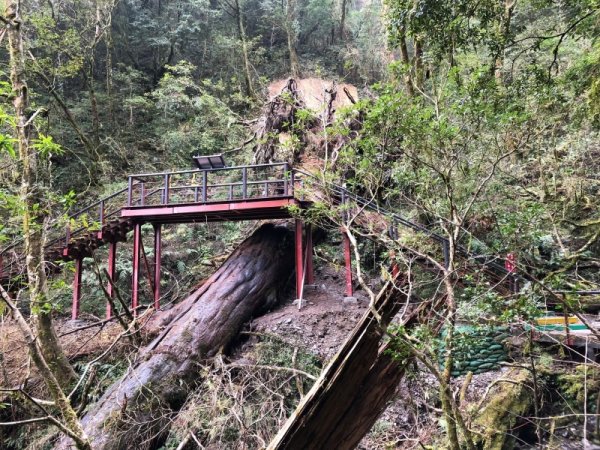 【新聞】拉拉山巨木區聯外道路，因山區豪雨中斷，即日起休園