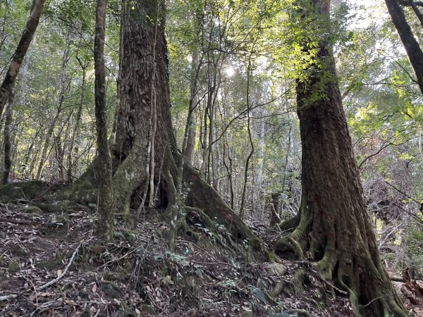 雪見大板根2959267