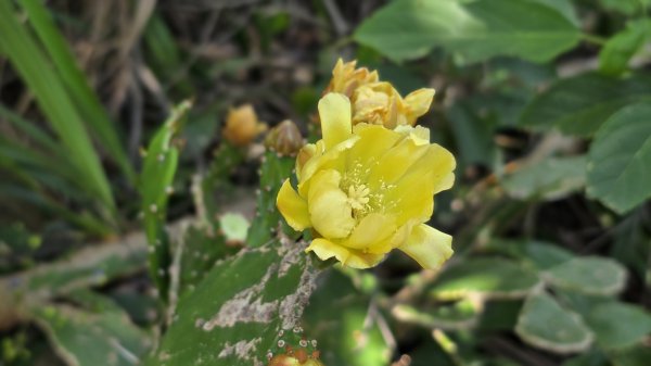 台北必訪步道，輕鬆好走的網美步道，軍艦岩步道，奇特地質景觀，360度無敵展望，特殊雪白巨岩。2788870