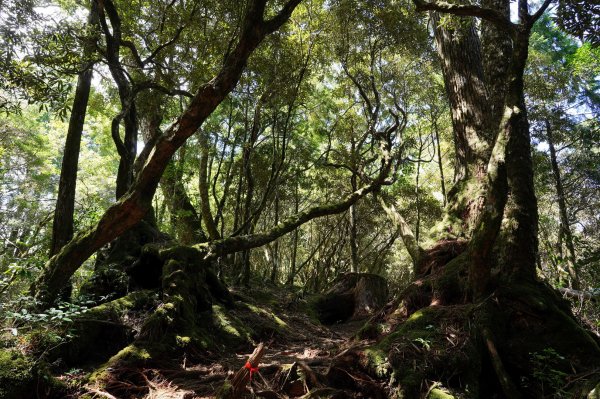 新北 烏來 塔曼山、玫瑰西魔山2293679