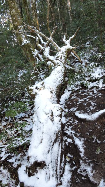 大台北第一高2130M - 塔曼山追雪1236147