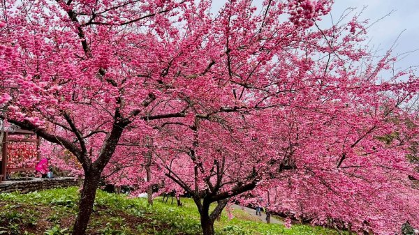 🌈3/1（日）福壽山農場~千櫻園✨FB：熊熊趴爬走🌈3008558