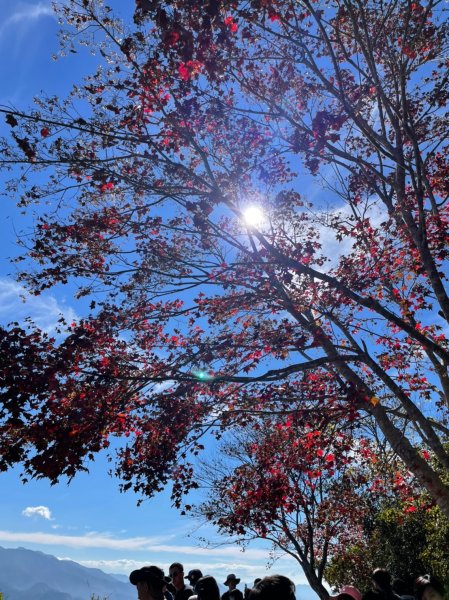 馬那邦山賞楓趣1549602