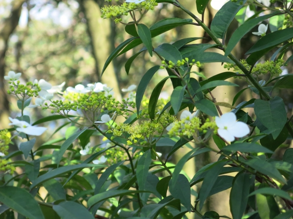 南港山系西段微旅行51057