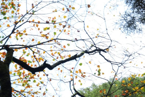 特富野古道234885