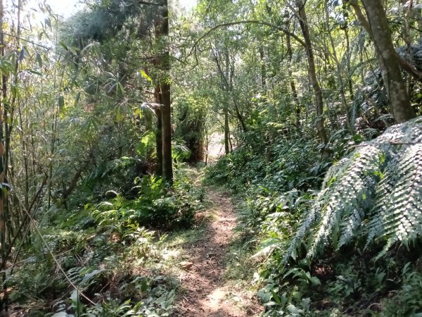 坪林區楣子寮尖+土地公遺址+火燒寮古道+枋山坑古道+枋山坑崙O型2985679