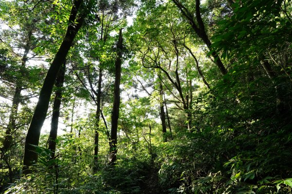 新北 烏來 火燒樟山、落鳳山2557696