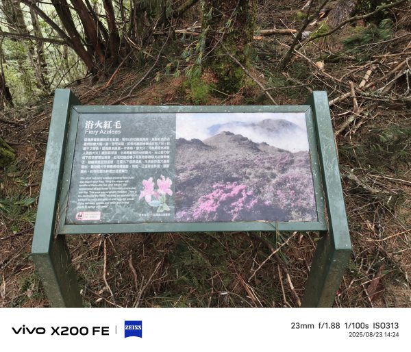 [玉山尋寶任務-05/12] 2025_0823 塔塔加步道(大鐵杉登山步道)2869650