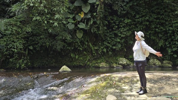 陽明山冷門好走步道平溪步道，欣賞石斛蘭瀑布不用去南部，無敵展望鵝尾山水田，涼爽好走狗殷勤古道。2784870