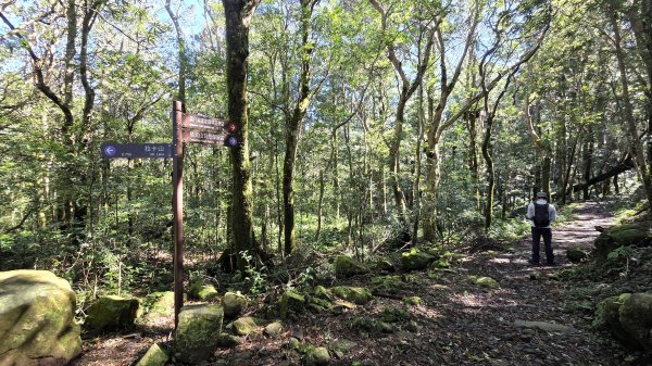 東北季風起遊走雲瀑和山毛櫸間的啦卡山與北插天山登山行2951091