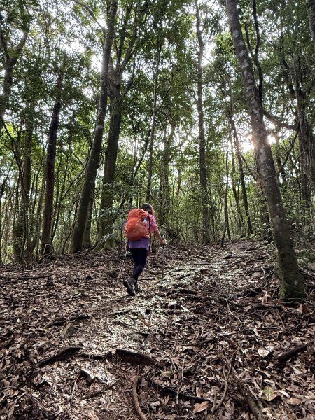 回程下雨的 松鶴上 八仙山 202510252925741
