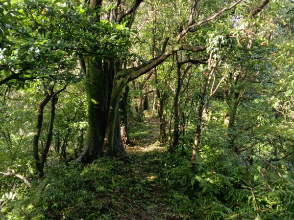 石碇南港區深按頭山+深按頭西峰+三層崎山+灰窯山+土庫岳東峰+土庫岳+山豬窟尖+更寮腳山+大豐山2976875