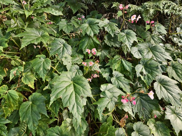 [百山百鳥尋旅-11/15] 2025_0927 大屯主峰-連峰步道_大屯山南峰2899398