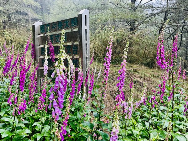 1130609塔塔加三山｜麟趾山-鹿林山-鹿林前山2519825