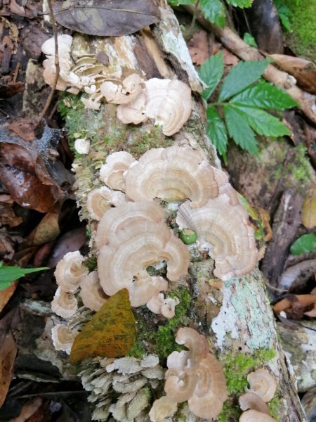 【苗栗大湖】台灣百大必訪步道~馬那邦山1173198