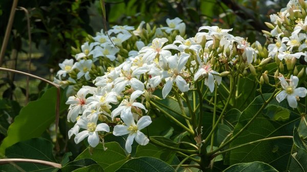 112.04.04王公坑山-烏塗窟山之開滿血藤花2120593