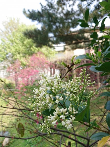 新竹公園-枕頭山871667