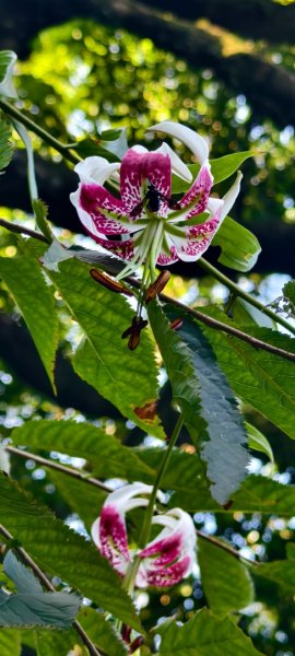 雲山水花鳥蝶-天龍國阿伯的日常 #艷紅鹿子百合 #大鳳蝶 #玉帶鳳蝶2863946