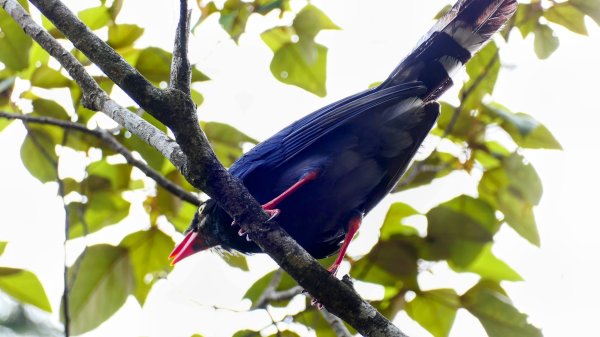 柯子林保甲路,如意湖,五指山古道2848900