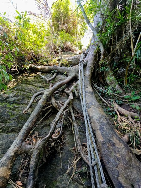 三腳南山-小百岳#65-嘉義縣大埔鄉2788708