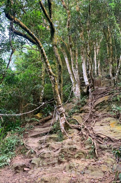 苗栗獅潭｜仙山登山步道｜穿過杉木小徑．遠眺綿延山峰1574409