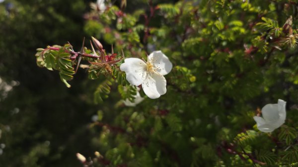 天使的眼淚嘉明湖，美呆了嘉明湖國家步道，一生難忘的美景，台灣第二高的高山湖泊，三天二夜嘉明湖2841320