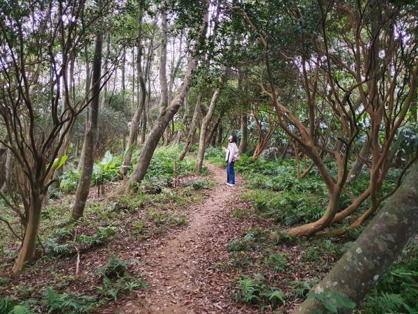 土城天上山，大暖尖山，猴洞，清水石門山，桐花公園，賞螢步道，承天禪寺，桃園福源山1645613