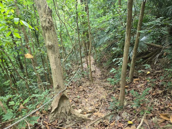 新化林場後山步道2776955