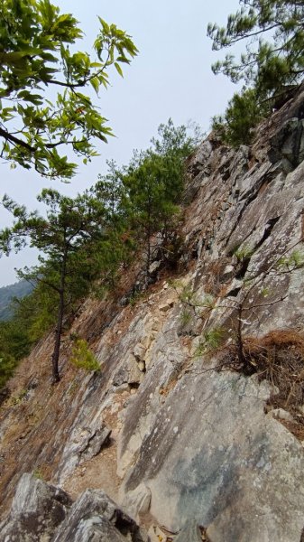 東卯山東南稜原路往返（德芙蘭步道小o繞）尋找失落的石觀音2082152