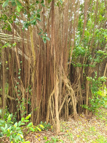 竹坑南寮登山步道~舒服山景2759645