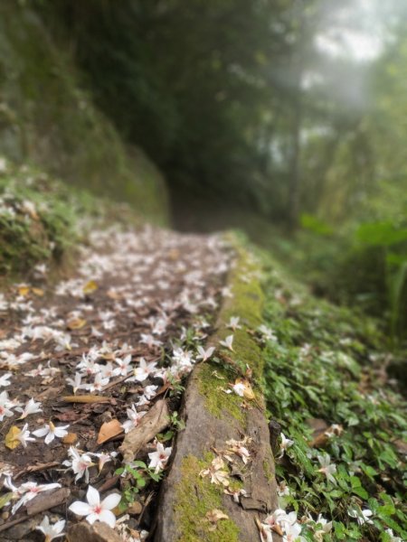 北宜路-崎頭崙山-六分山-肆方巖-楣子寮溪-銀河洞O型走2139129