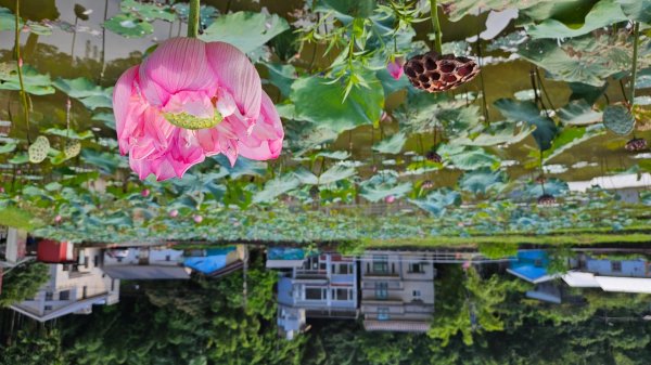 月眉坑瀑布步道.卯澳.雙柑公路2224817