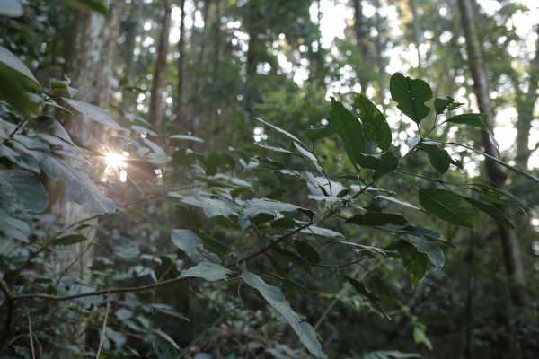 蓮包山：連走馬武督158585