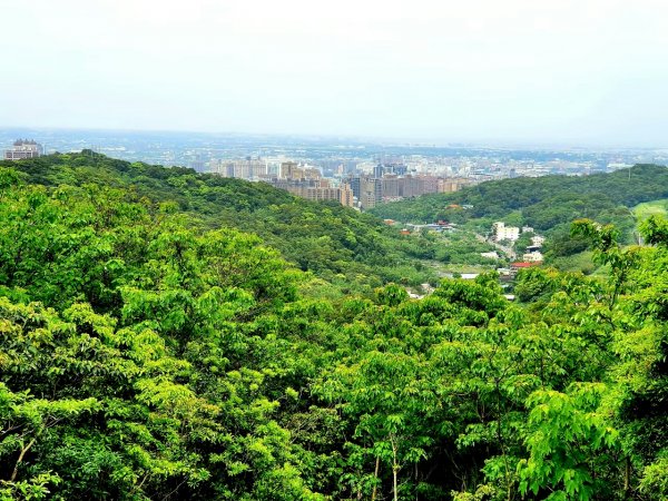 土城牛埔頭山，大安圳賞蝶步道，中和國旗嶺，鄧公嶺，長壽山，白馬寺，羊稠森林步道1825513