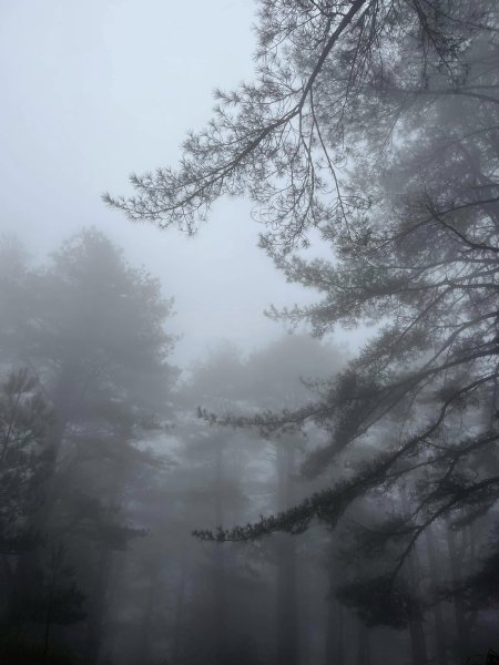 大雪山森林遊樂區2737486