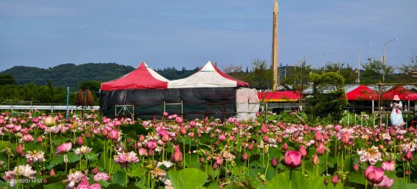 金山清水濕地 5/31 #牡丹蓮 #香水蓮2799980