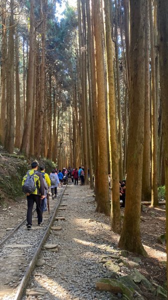 阿里山特富野古道1180075