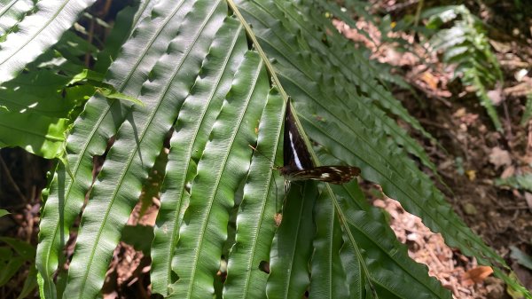 深坑 O 型環走｜大崎嶺步道・林家草厝・茶山古道・炮子崙瀑布（含冷門山徑）2895116