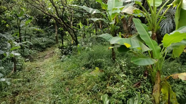 基隆市中山峽谷森林古道-外木山國旗嶺-大武崙山稜O型3117322