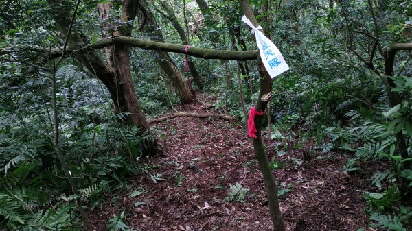 【新北市/淡水區/興福寮/新-糞箕湖東稜線.東稜截水道】糞箕湖稜線古道回修.新-東稜截水道.串接完成2563065