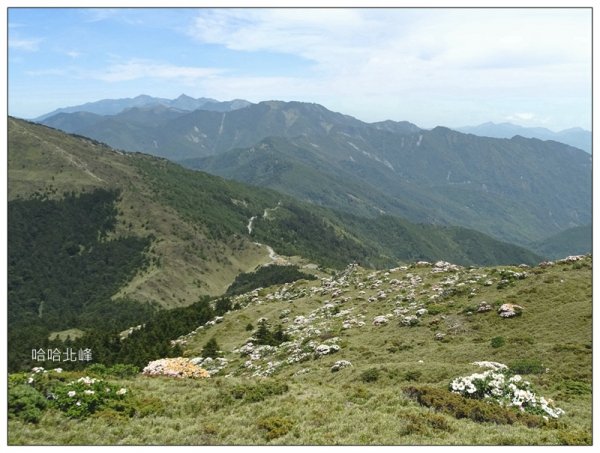 哈哈山~石門北峰/杜鵑花開1372532