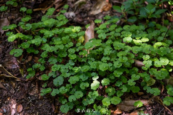 霞山鐵道野營2843123