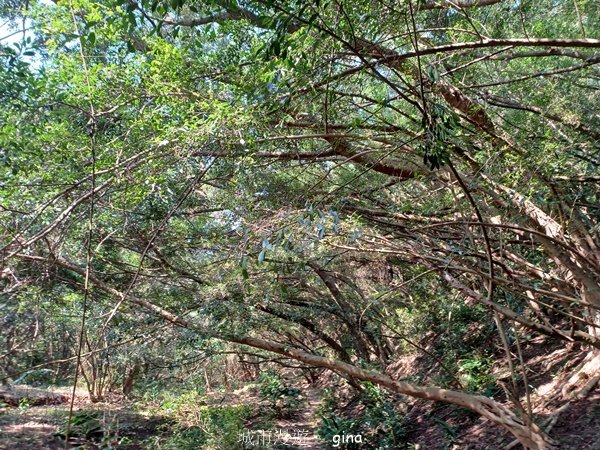 【台中大肚】綠蔭成徑。 大肚萬里長城步道O繞2790788
