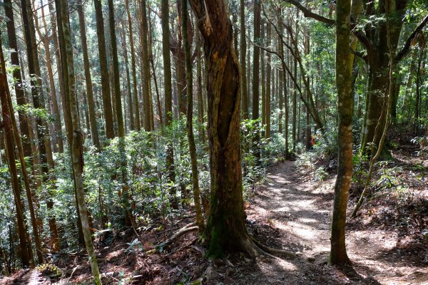 新竹尖石鄉 高島縦走1280672