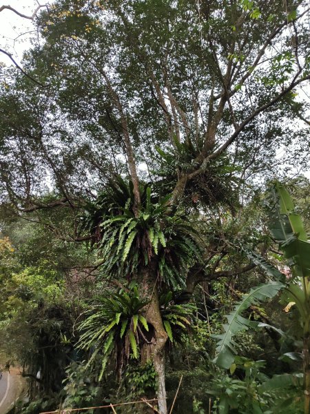 臺北大縱走第七段&第八段3019185