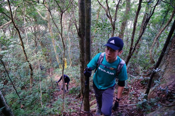 新竹關西鎮 水田林道之貴妃&那結山連走1539687