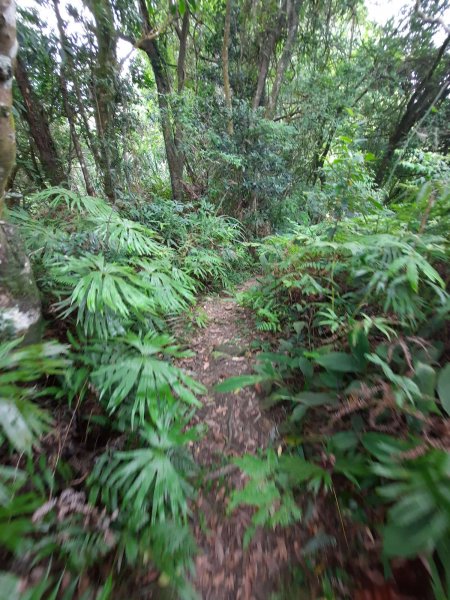 20230715 白雞三山 (鹿窟尖山-雞罩山-白雞山)，高CP好吃的食三麵屋2219474