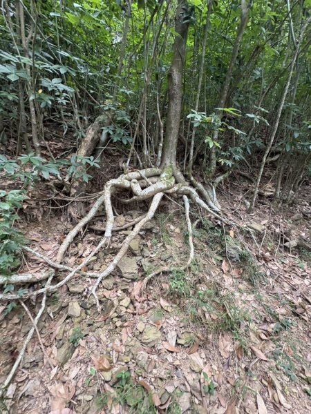 20251109棚集山步道2935239